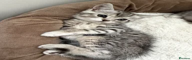 British Shorthair 2