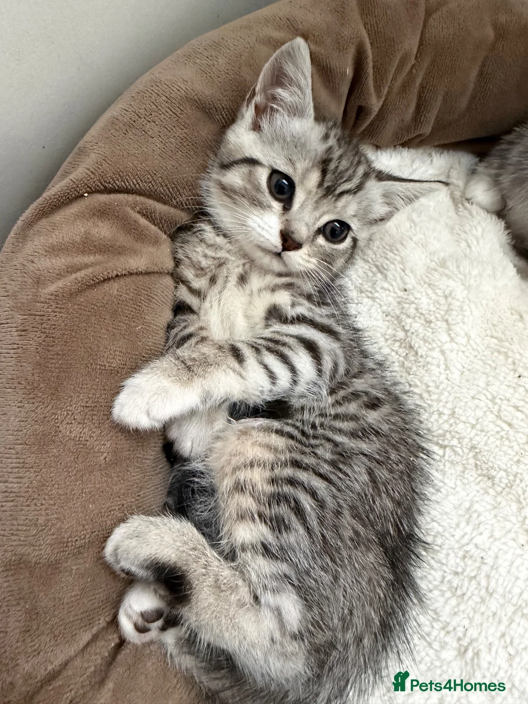 British Shorthair cats for sale: 2 Kittens  - Advert 2