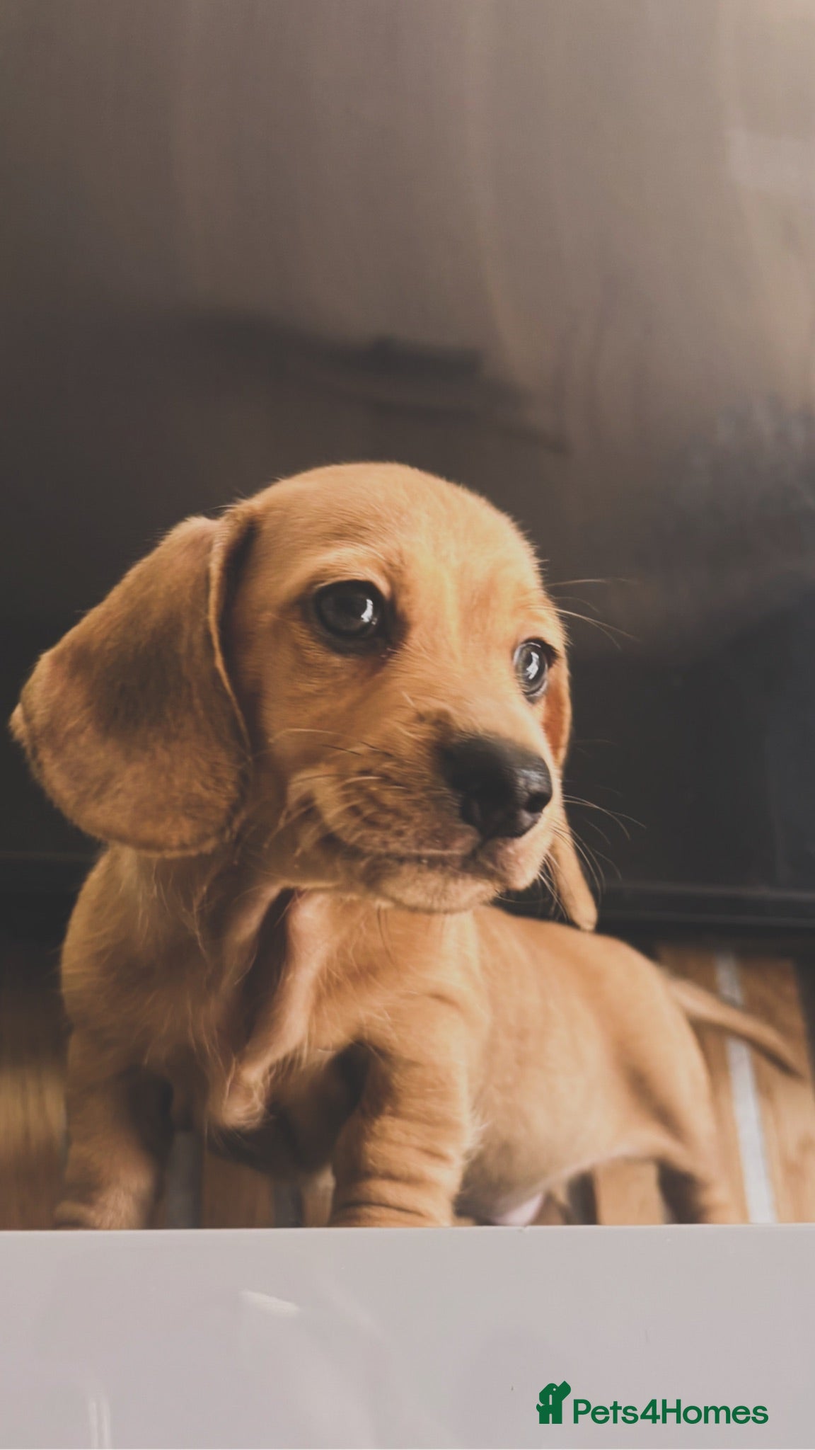 Miniature Dachshund dogs Miniature dachshund pup - Advert 1