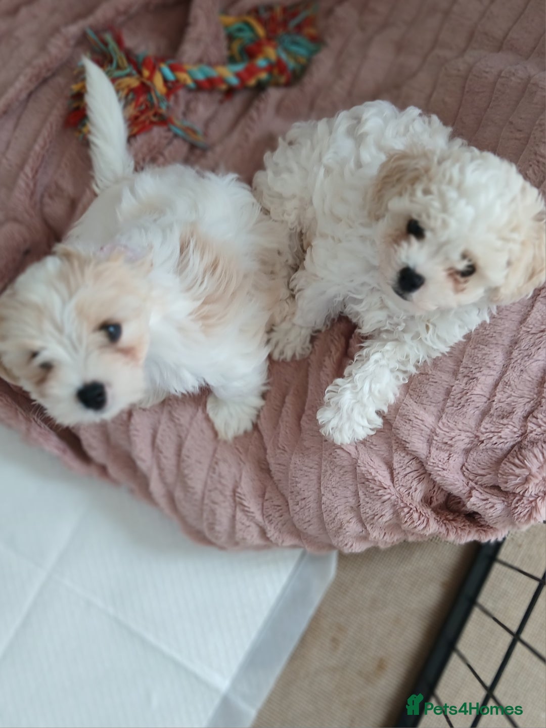 Cavachon dogs for sale: Beautiful Cavachon puppies  - Image 3
