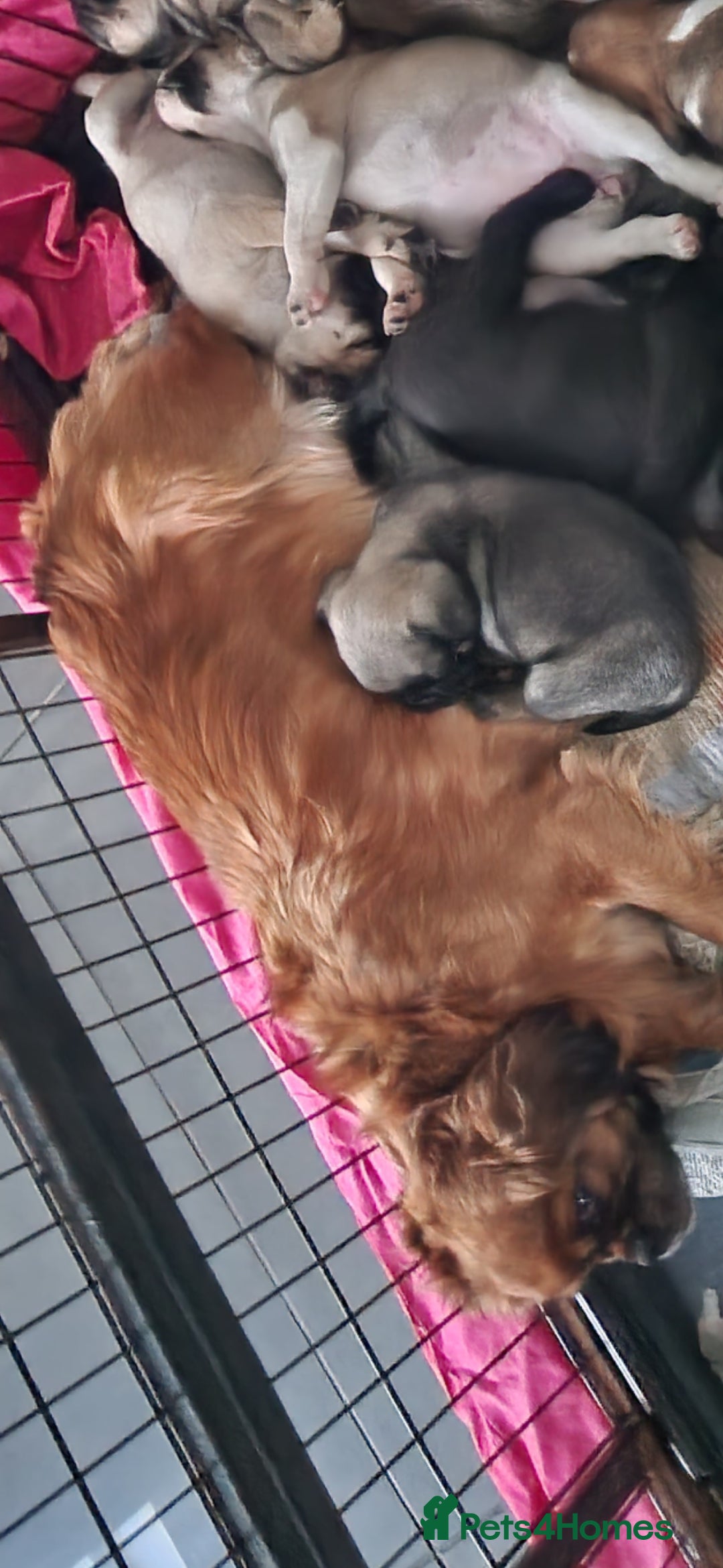 Mixed Breed dogs for sale: Beautiful 2nd generation pugalier pug babys  - Image 5