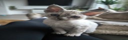 Devon Rex cats for sale: Devon Rex💕Blue Point Lynx Girl🩷Blue Point Boy💙 - Advert 16