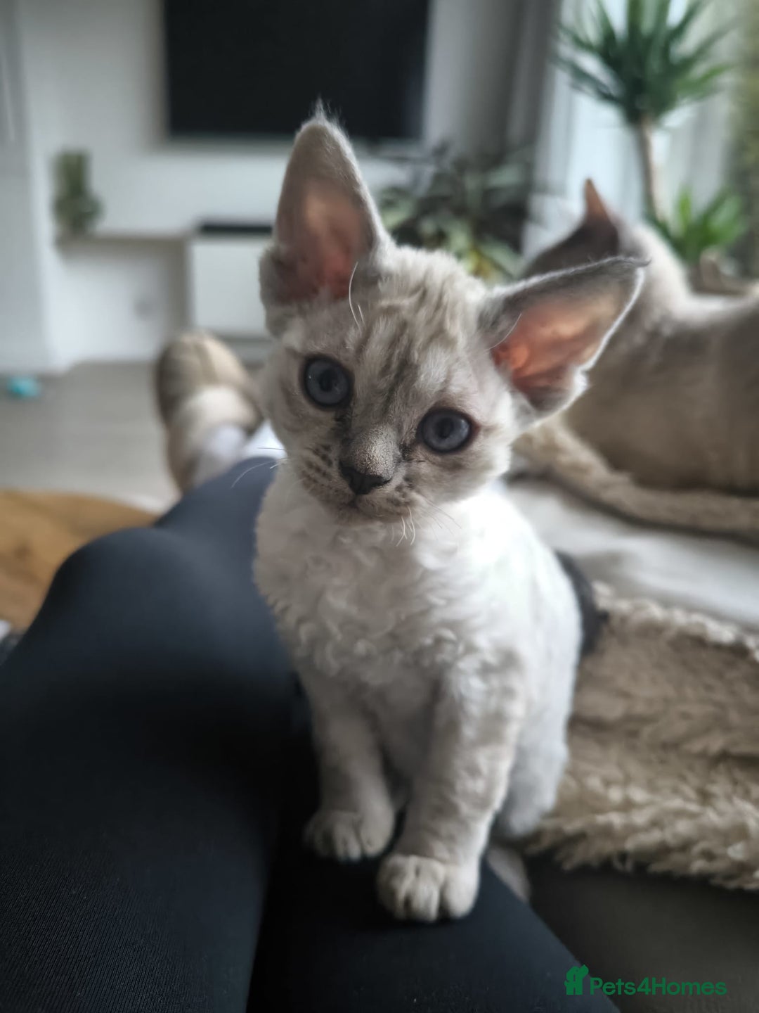 Devon Rex cats for sale: Devon Rex💕Blue Point Lynx Girl🩷Blue Point Boy💙 - Advert 16