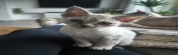 Devon Rex cats for sale: Devon Rex💕Blue Point Lynx Girl🩷 - Advert 15