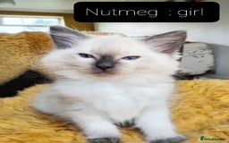 Ragdoll cats for sale: Maincoon ×Ragdoll (Ragcoon) kittens  - Image 3