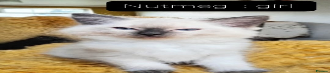 Ragdoll Kitten 2