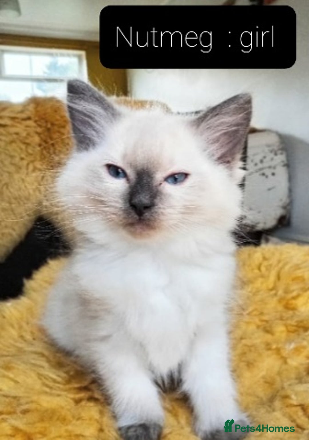 Ragdoll cats for sale: Maincoon ×Ragdoll (Ragcoon) kittens  - Image 3