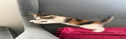 Mixed Breed cats for sale: Beautiful Calico Female Kitten - Last Available in Basingstoke - Advert 8