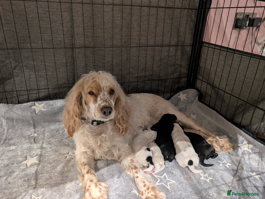Cockapoo dogs for sale: Beautiful little of 5 Cockerpoos - Advert 1