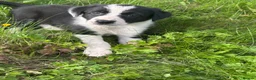 Border Collie dogs for sale: Beautiful pups for sale  - Advert 11