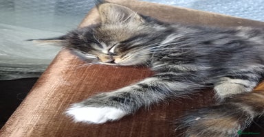 Mixed Breed cats - Advert 4