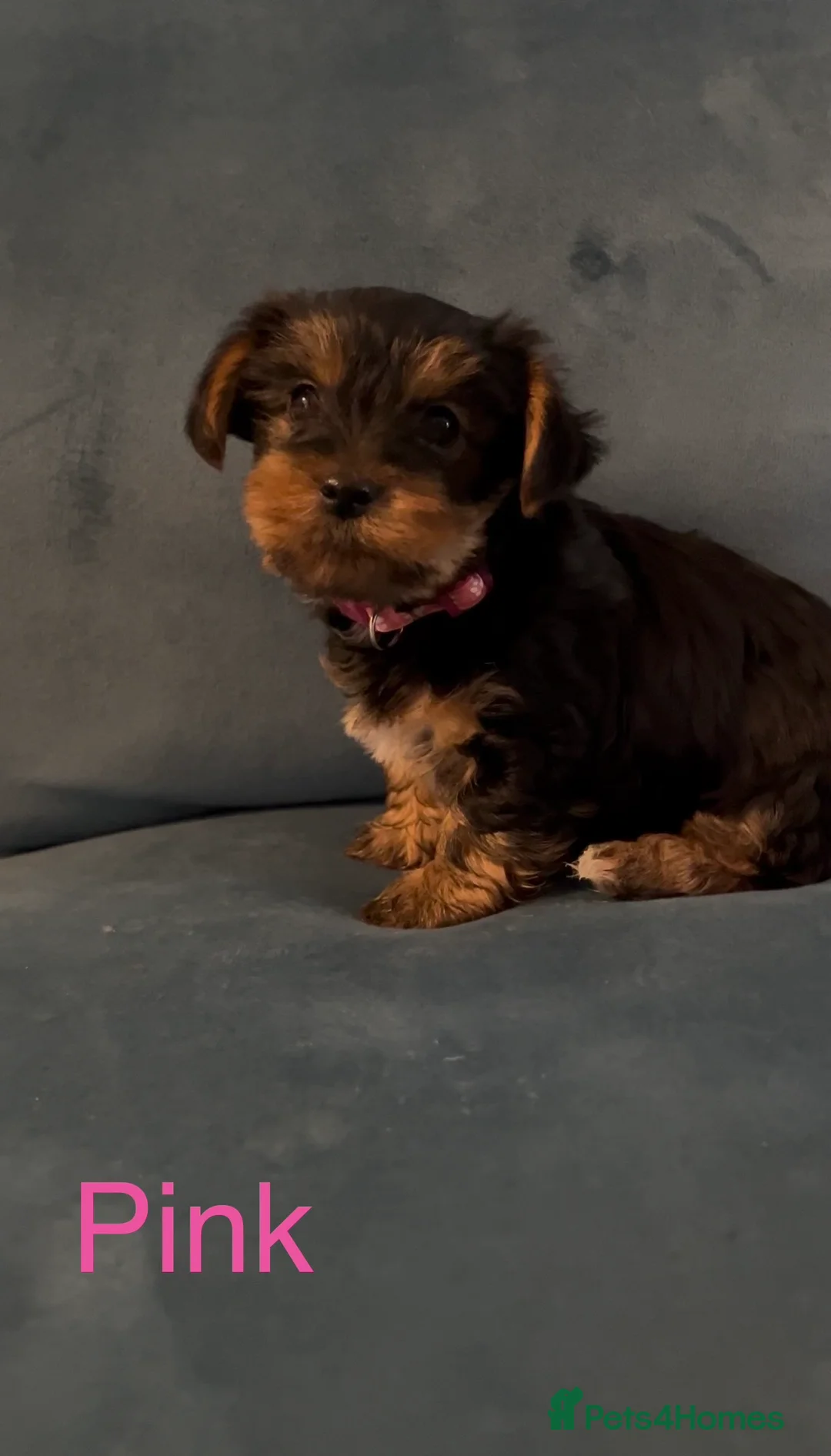 Yorkshire Terrier dogs for sale: READY NOW !! MINI YORKSHIRE TERRIERS FOR SALE - Advert 5