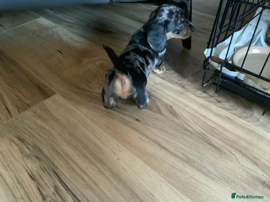 Miniature Dachshund dogs for sale: Miniature dachshund puppies - Image 4