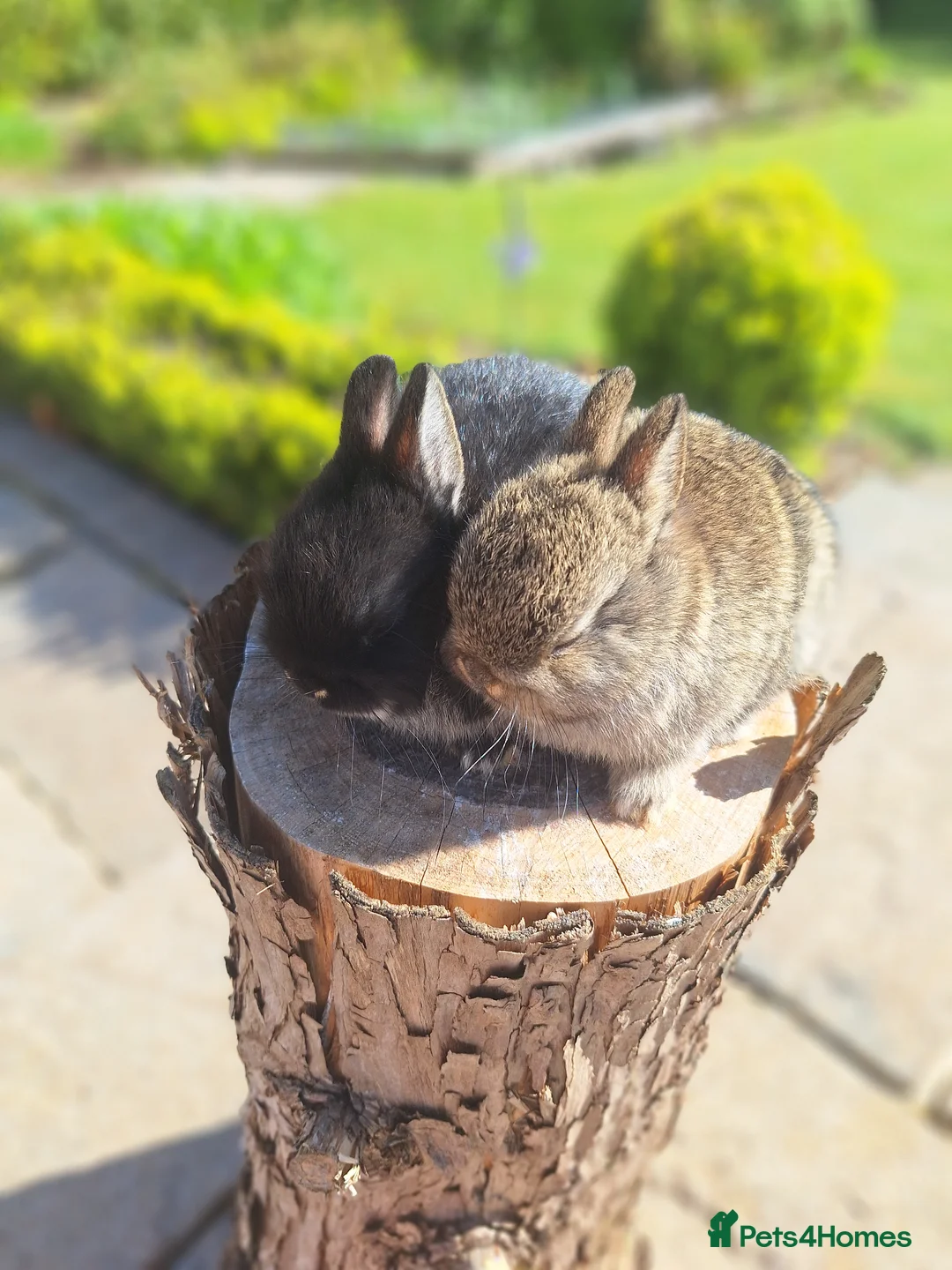 Netherland Dwarf rabbits for sale: Purebred Netherland Dwarf Rabbits - Advert 1