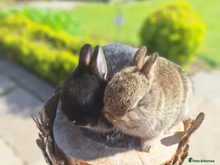 Netherland Dwarf rabbits Purebred Netherland Dwarf Rabbits - Advert 13