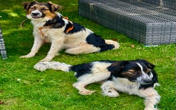 Border Collie dogs for adoption: Oliver’s Story: One Hour From Death - Image 5