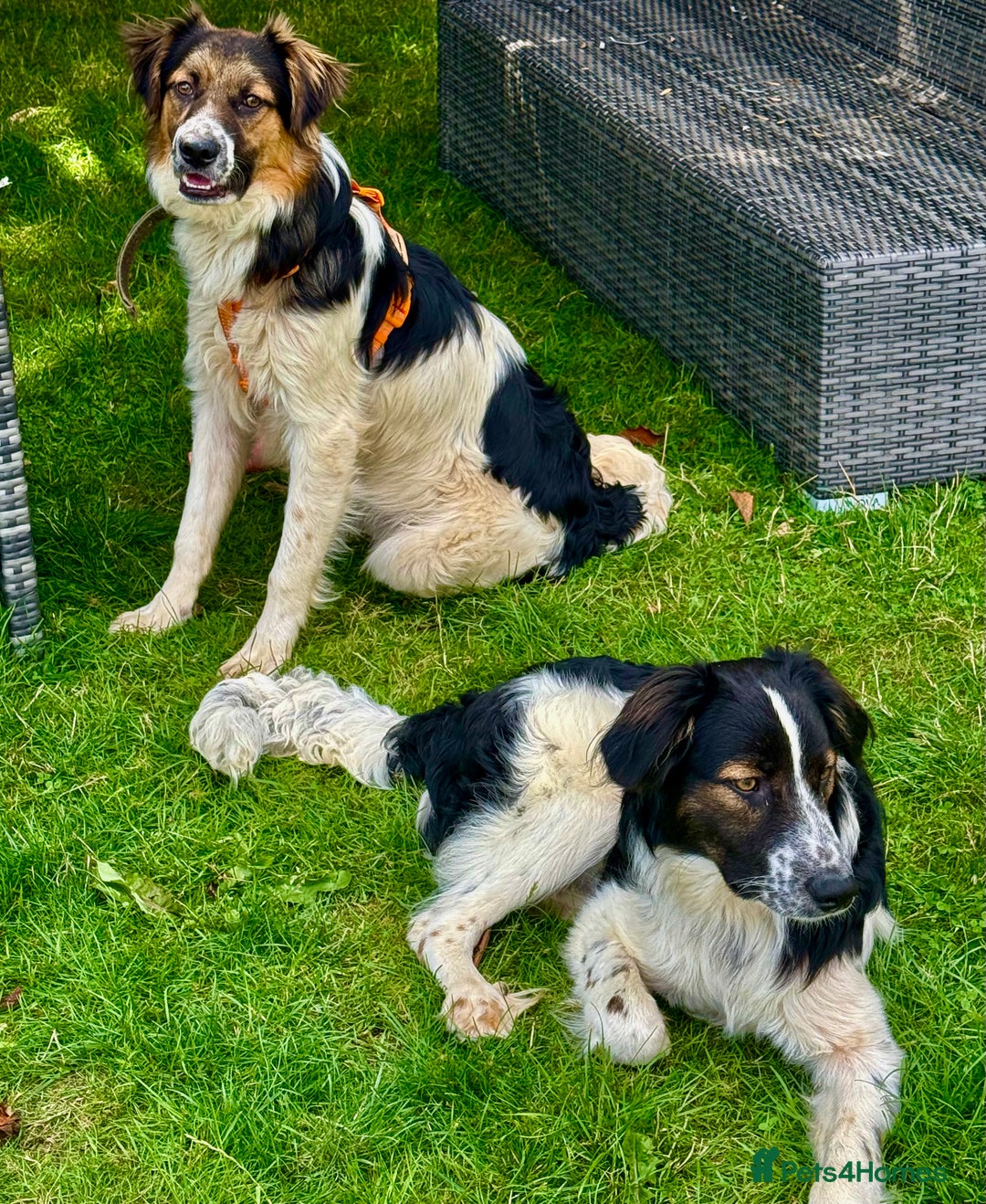 Border Collie dogs for adoption: Oliver’s Story: One Hour From Death - Image 5