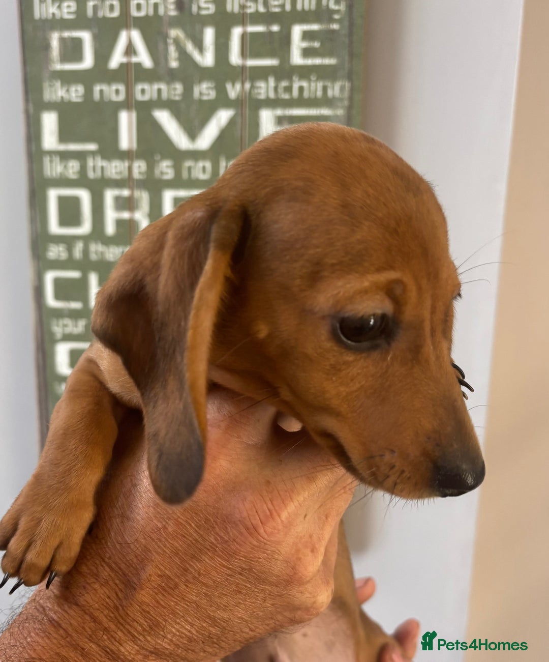 Miniature Dachshund dogs for sale: KC Reg RED DAPPLE Miniature Dachshund (Smooth) - Image 25
