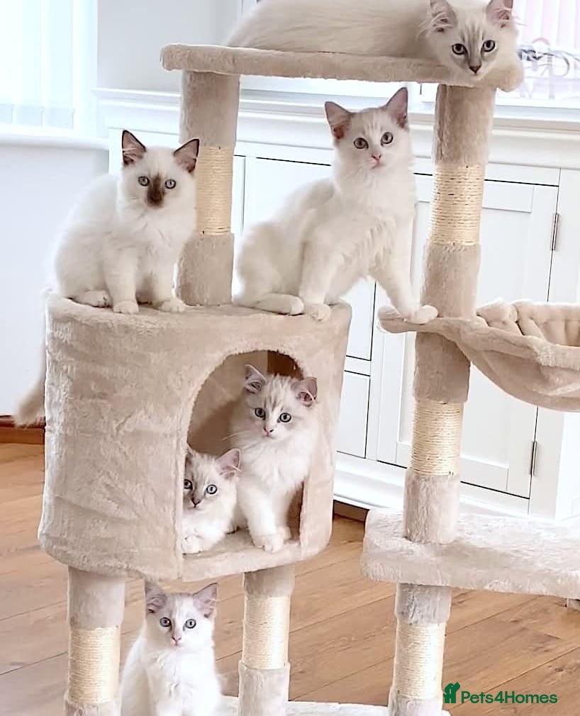 Ragdoll cats READY NOW *** GCCF REGISTERED RAGDOLL KITTENS - Advert 10