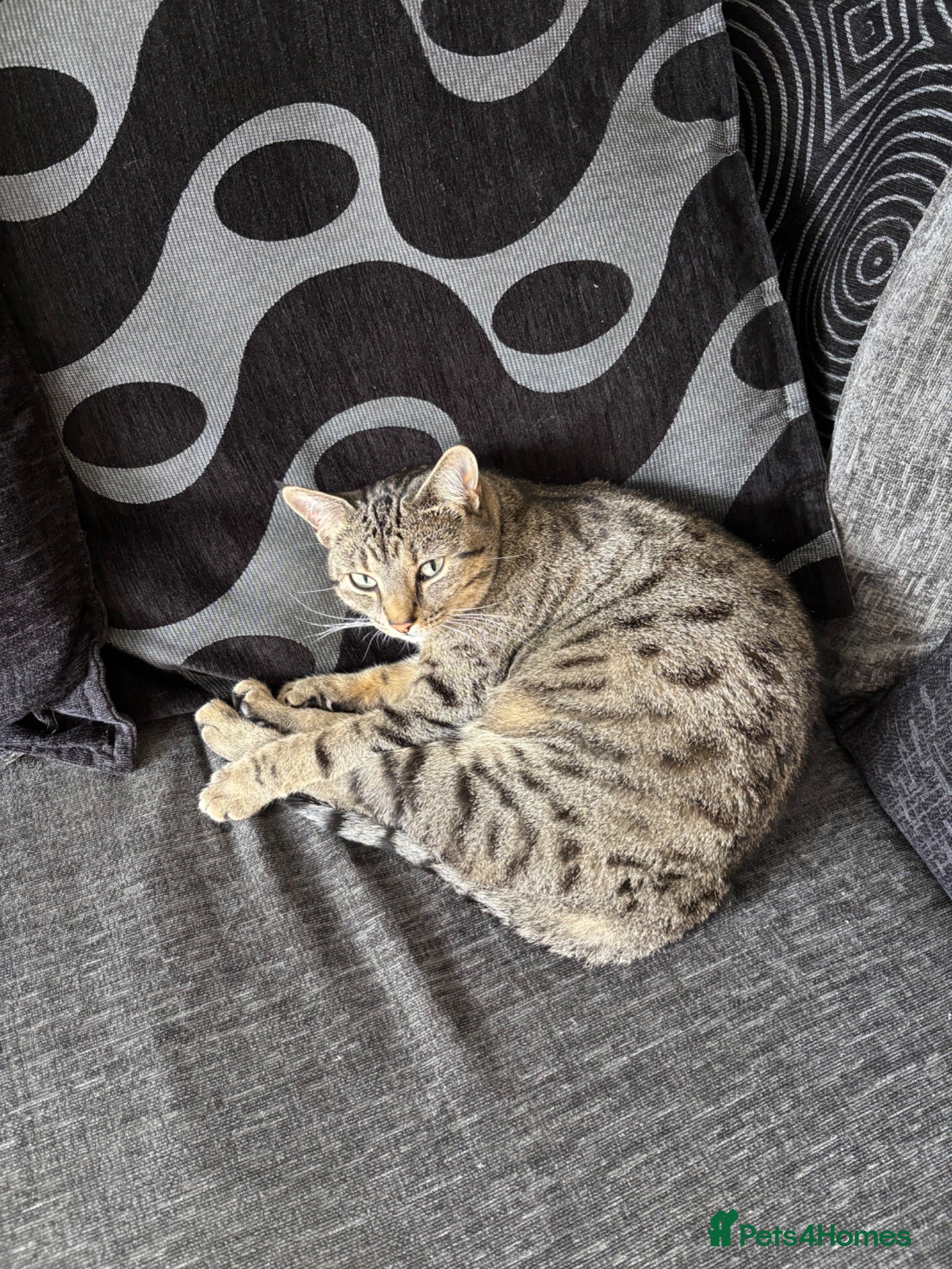 Domestic Shorthair cats Female Cat – Free to the Perfect Home 🐾 - Advert 8