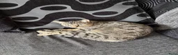 Domestic Shorthair cats for sale: Female Cat  🐾 - Advert 1