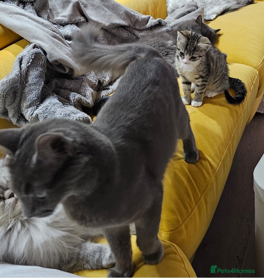 Mixed Breed cats for sale: Loving Cat Needs a New Home – URGENT 💕 - Advert 4