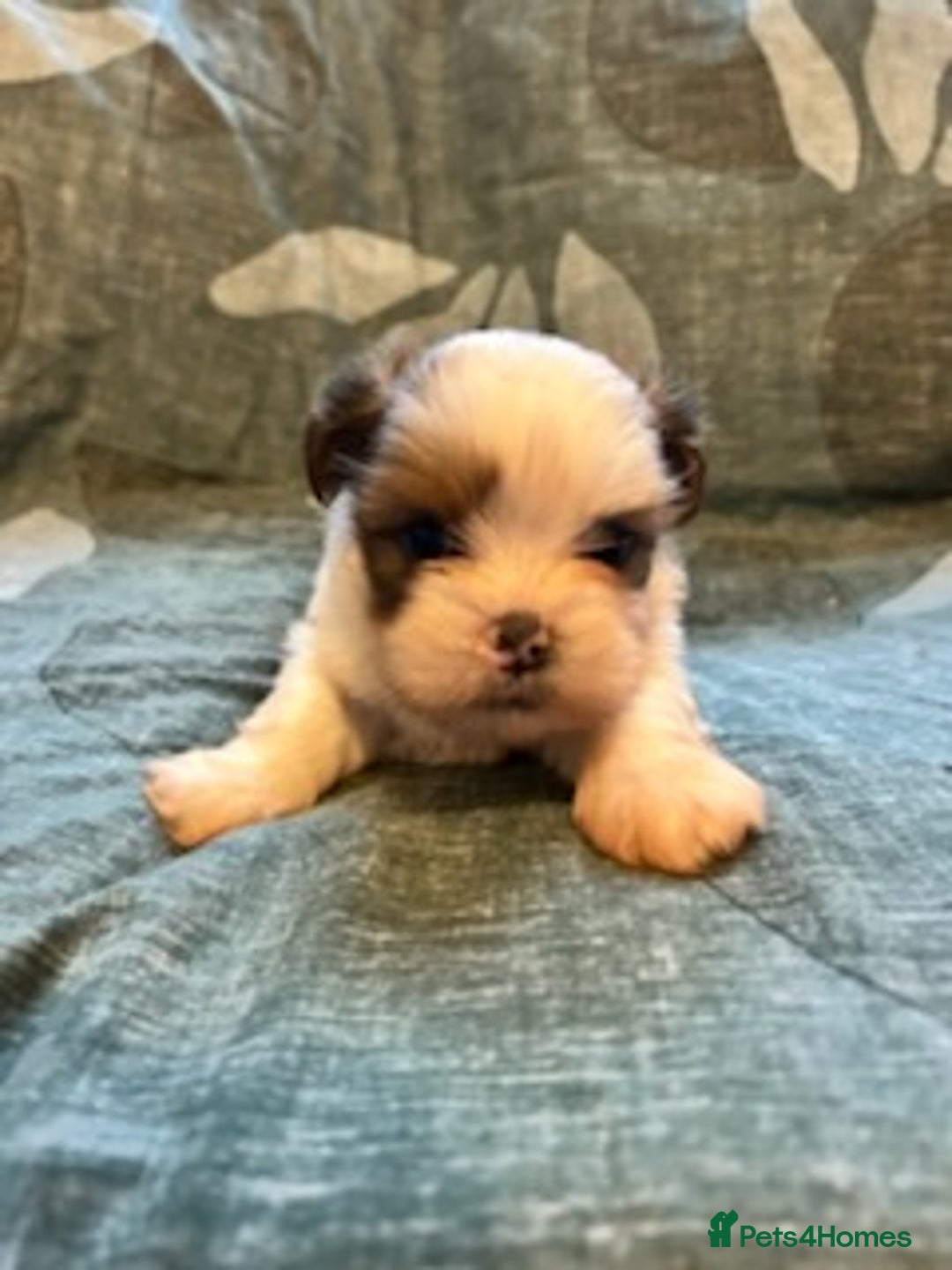 Lhasa Apso dogs for sale: KC reg Lhasa Apso puppies - Advert 1