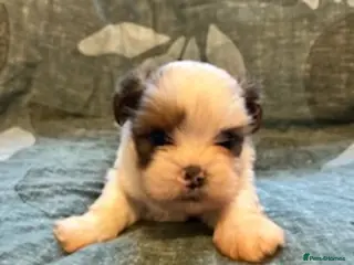 Lhasa Apso dogs KC reg Lhasa Apso puppies - Advert 17