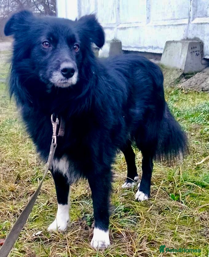 Border Collie dogs 🐾 TED – Male Border Collie - Advert 10