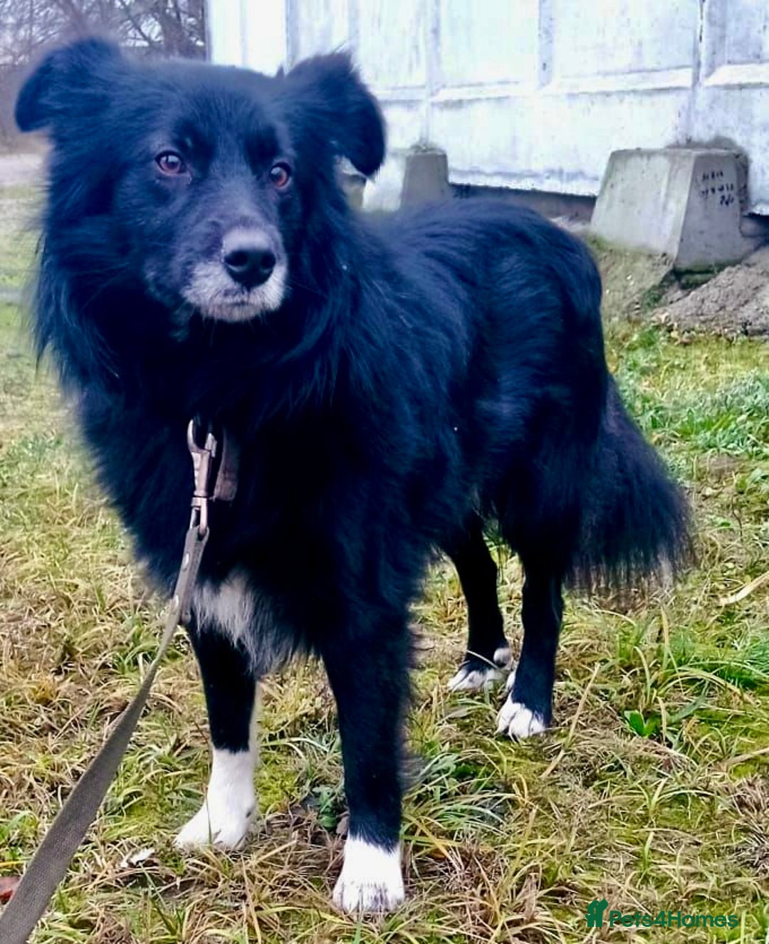 Border Collie dogs for adoption: 🐾 TED – Male Border Collie - Advert 1