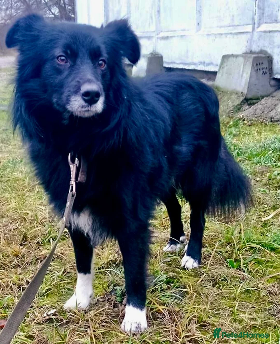 Border Collie dogs for adoption: 🐾 TED – Male Border Collie - Advert 1
