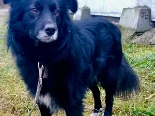 Border Collie dogs 🐾 TED – Male Border Collie - Advert 5
