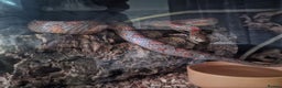 Corn Snake reptiles for sale: Corn snake - Advert 3