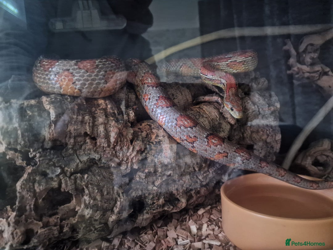 Corn Snake reptiles for sale: Corn snake - Advert 3
