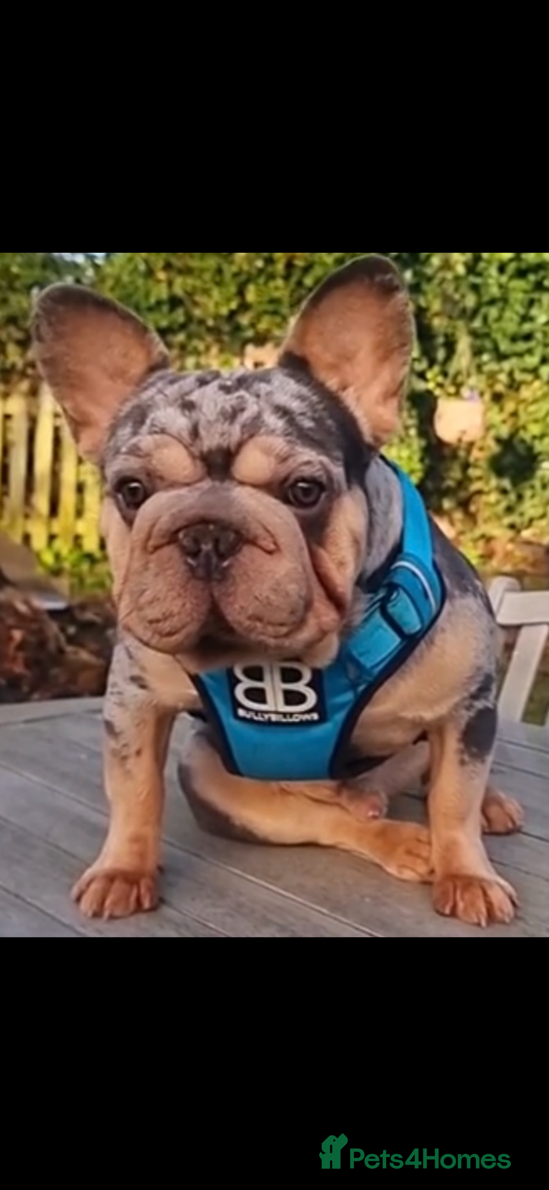 French Bulldog dogs for sale: Merle  **  Male - Advert 1