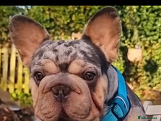 French Bulldog dogs Merle ** Male - Advert 7