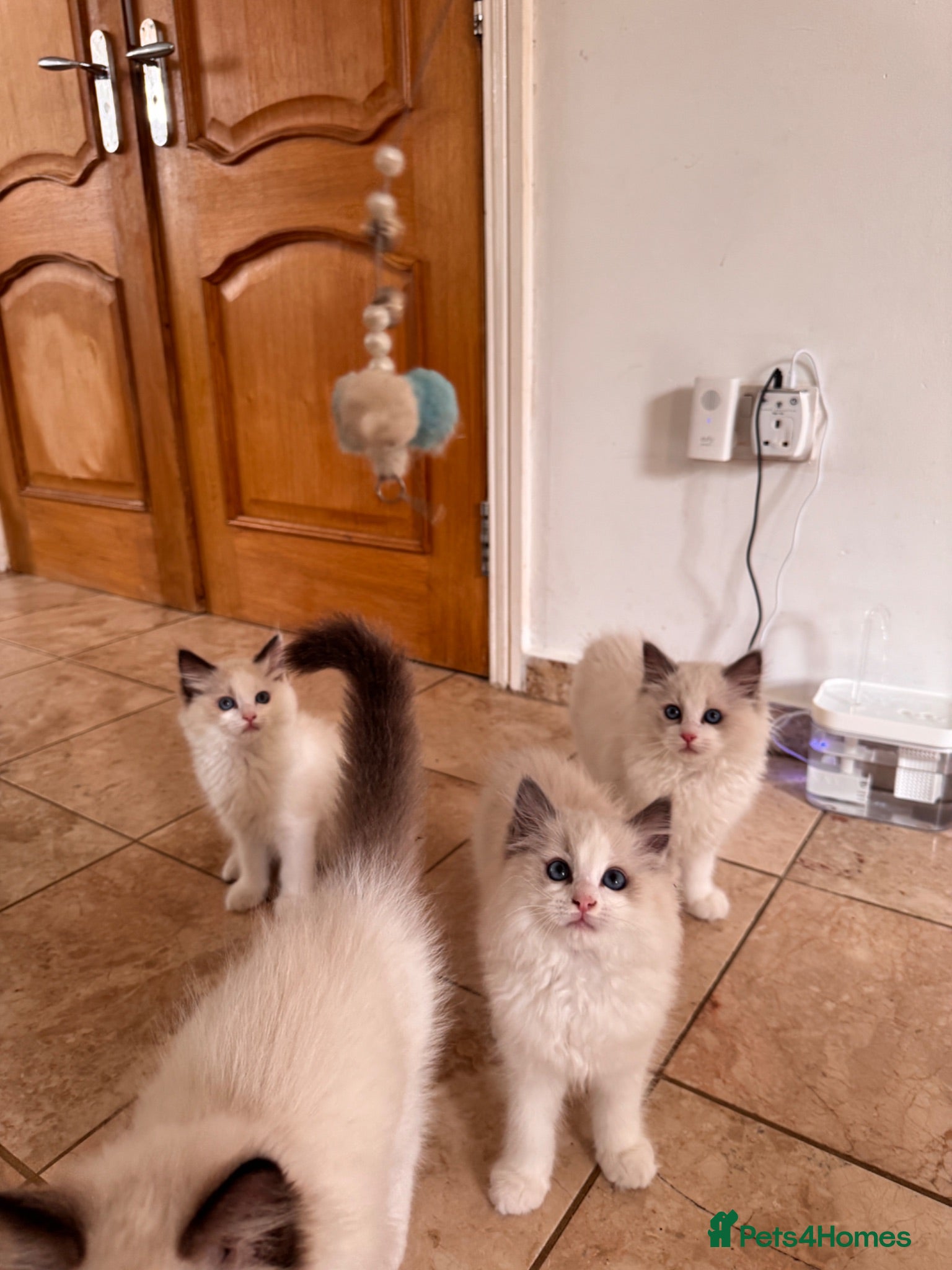 Ragdoll cats Bicolour ragdoll kittens and mum for sale - Advert 3