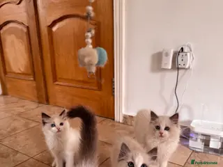 Ragdoll cats Bicolour ragdoll kittens and mum for sale - Advert 3