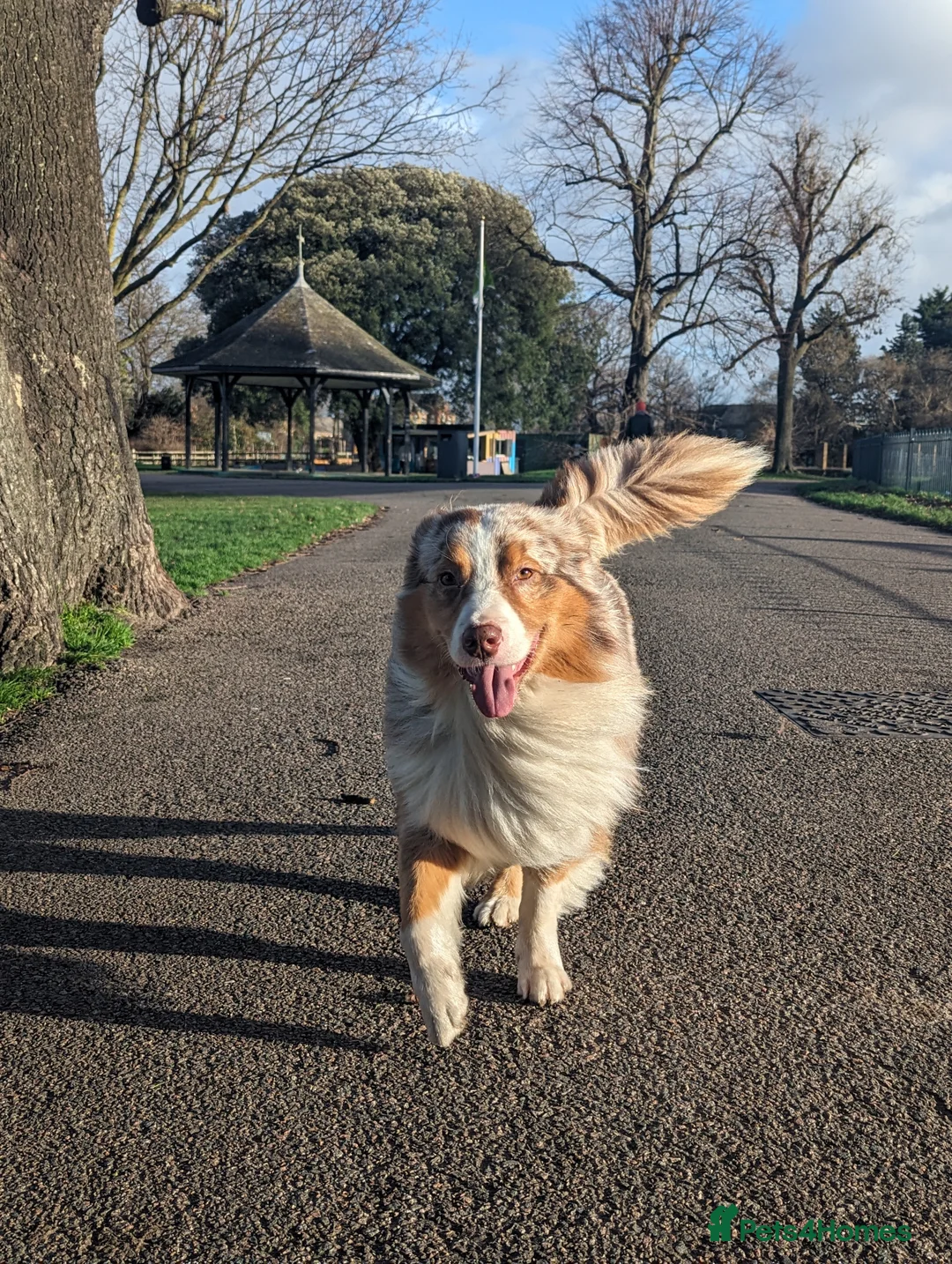Australian Shepherd dogs for stud: Proven HT KC Champ Red Merle Australian Shep Stud in Bromley - Advert 9