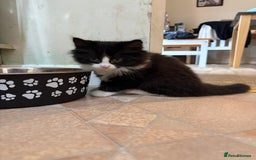 Ragdoll cats for sale: Longhair ragdoll kittens  - Advert 5