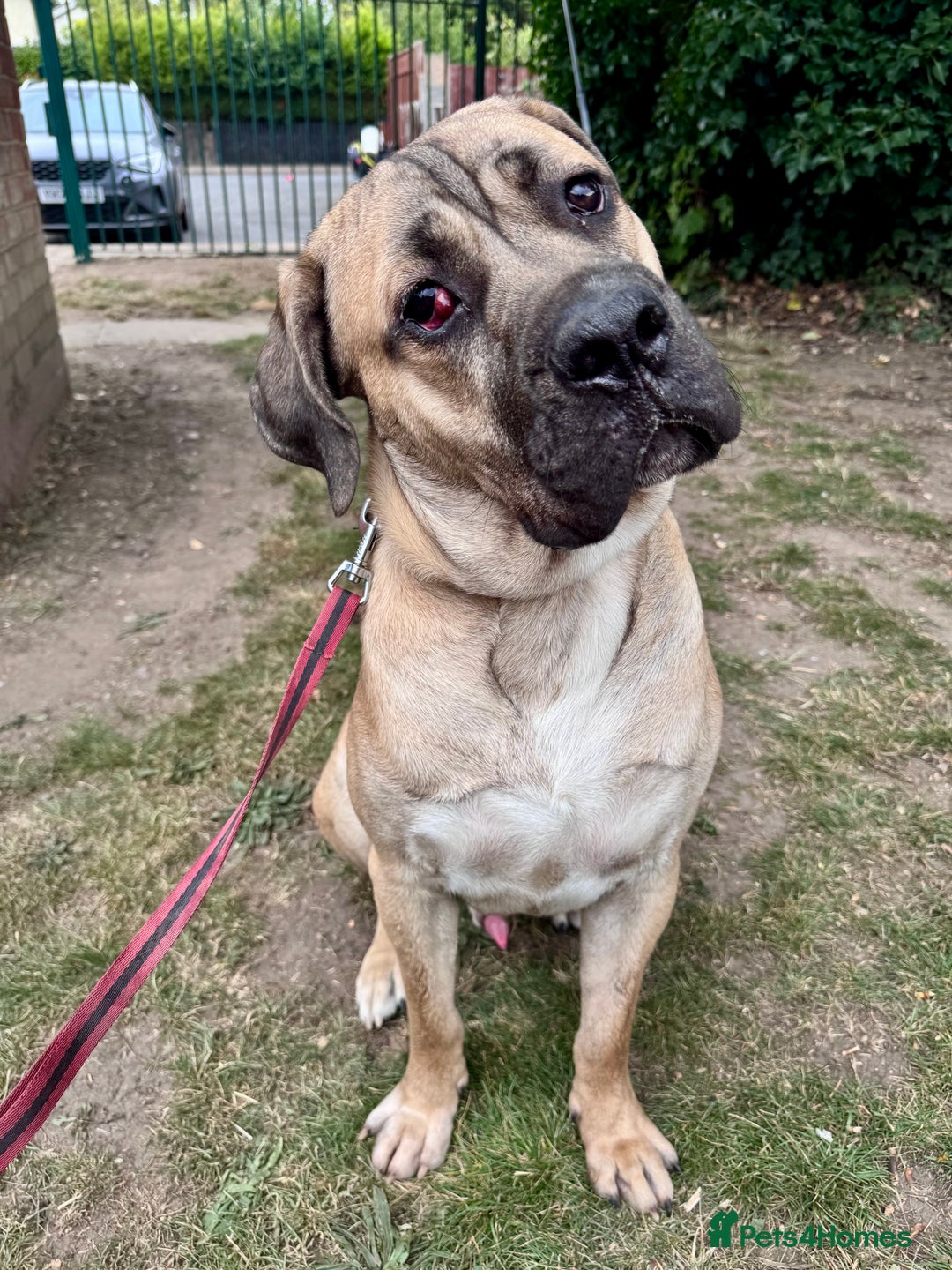 Cane Corso dogs for sale: 🐾 Male Cane Corso  - Image 5