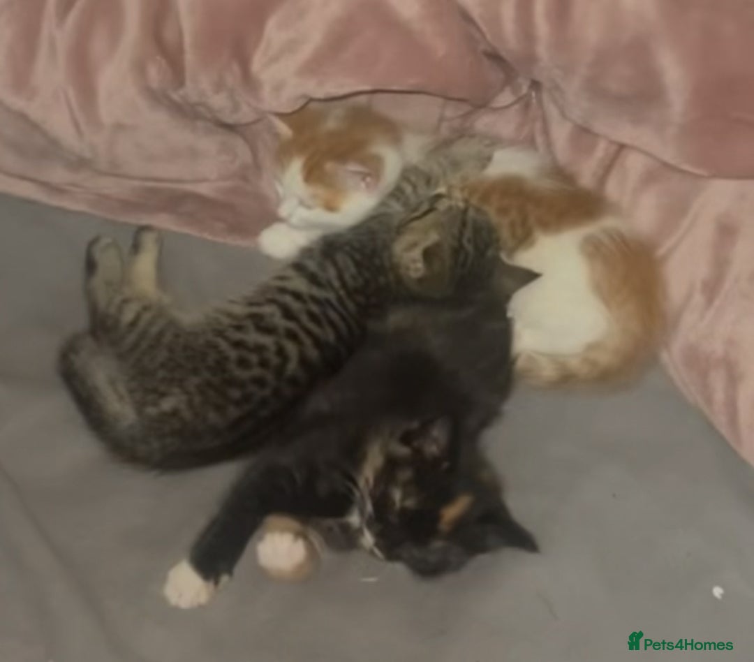 Mixed Breed cats for sale: 4 mixed babies for sale  - Advert 1