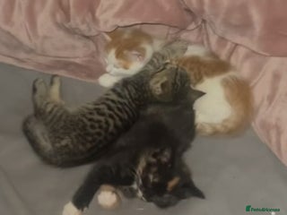 Mixed Breed cats 4 mixed babies for sale - Advert 1