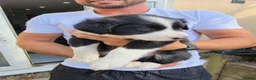 Border Collie dogs for sale: Boarder Collie - Advert 5