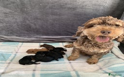 Cockapoo dogs for sale: F1b cockapoo puppies  Parents health tested - Image 6