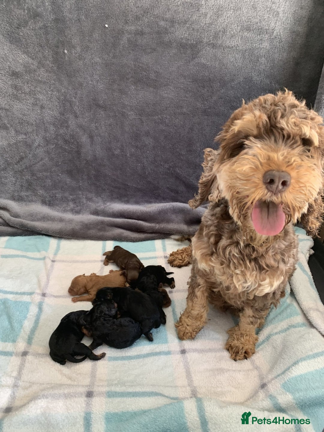 Cockapoo dogs for sale: F1b cockapoo puppies  Parents health tested - Image 6