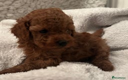 Toy Poodle dogs for sale: Stunning Fox Red Toy Poodles - Image 22