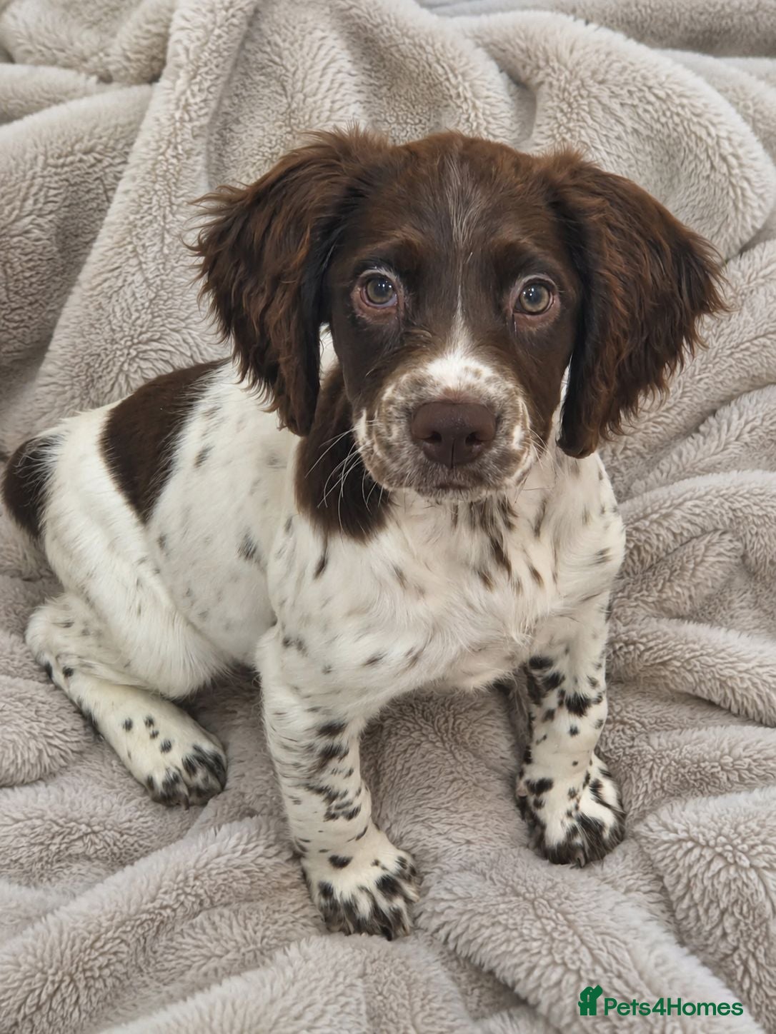 English Springer Spaniel dogs 11 Week Old Female Springer Spaniel Puppy - Advert 2