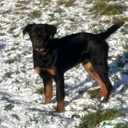 Rottweiler dogs Rottweiler  - Advert 10