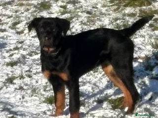 Rottweiler dogs Rottweiler - Advert 10